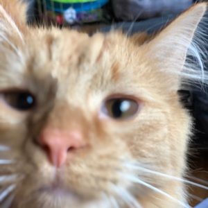 Meet your Posher, Carlin